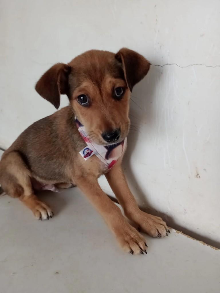 Bob, cachorro de porte pequeno para adoção em Curitiba - PR