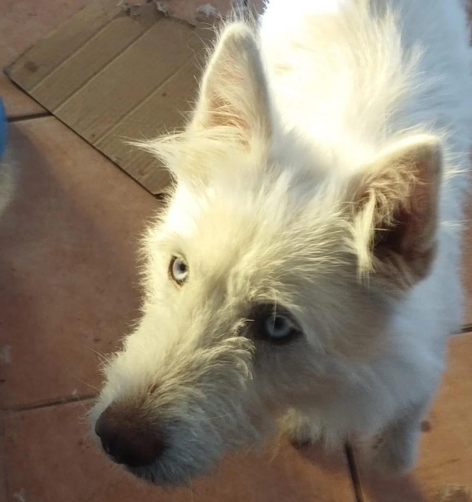 Loba, cadela de porte médio para adoção em Curitiba - PR