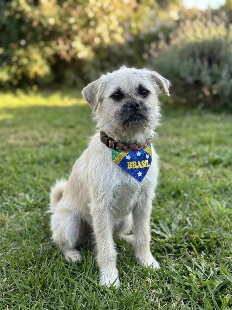 Leo, cachorro de porte pequeno para adoção em Curitiba - PR