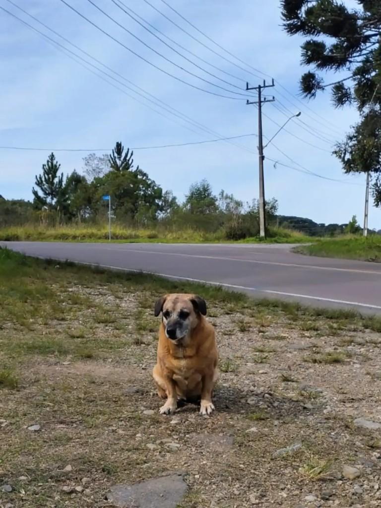 Diana, cadela de porte médio para adoção em Campina Grande do Sul - PR