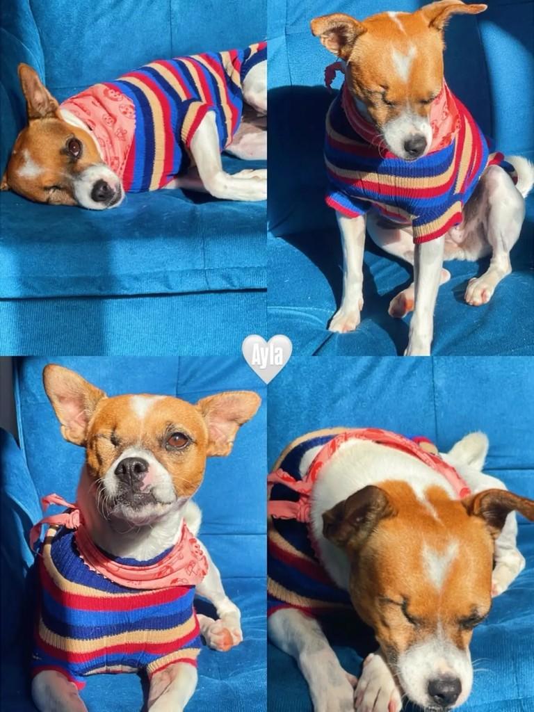Ayla, cadela de porte pequeno para adoção em Curitiba - PR