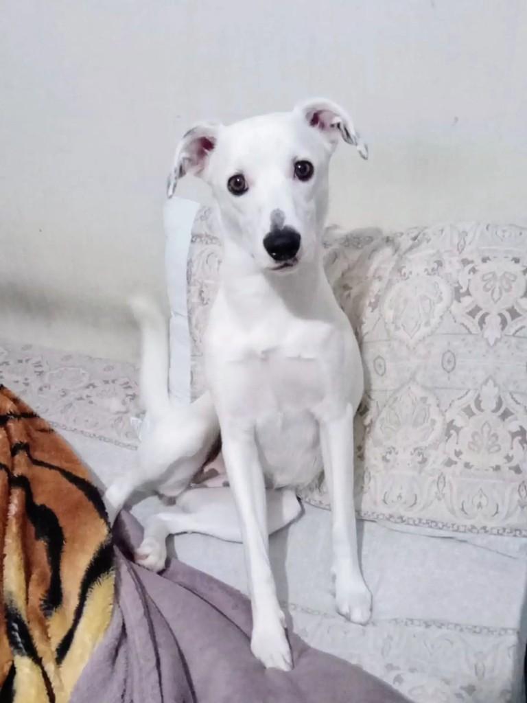 Chery, cadela de porte pequeno para adoção em Curitiba - PR