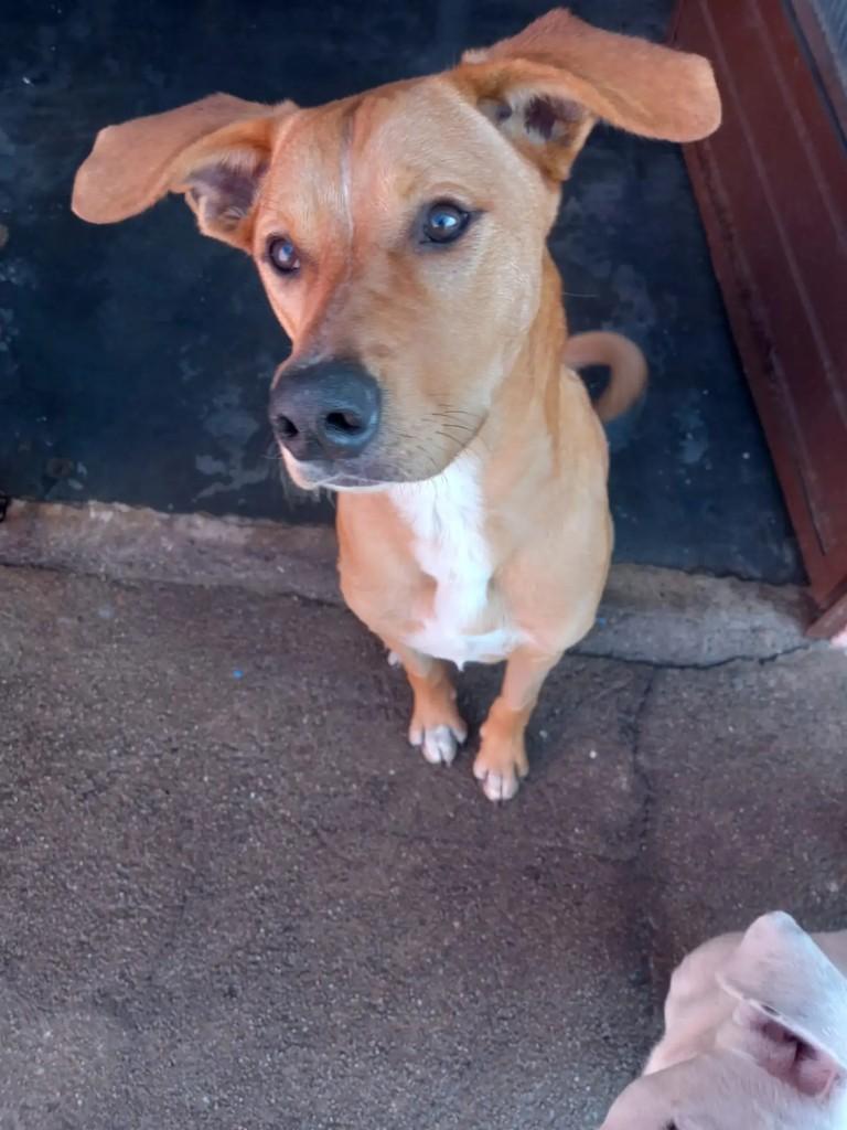 Toby, cachorro de porte médio para adoção em Curitiba - PR
