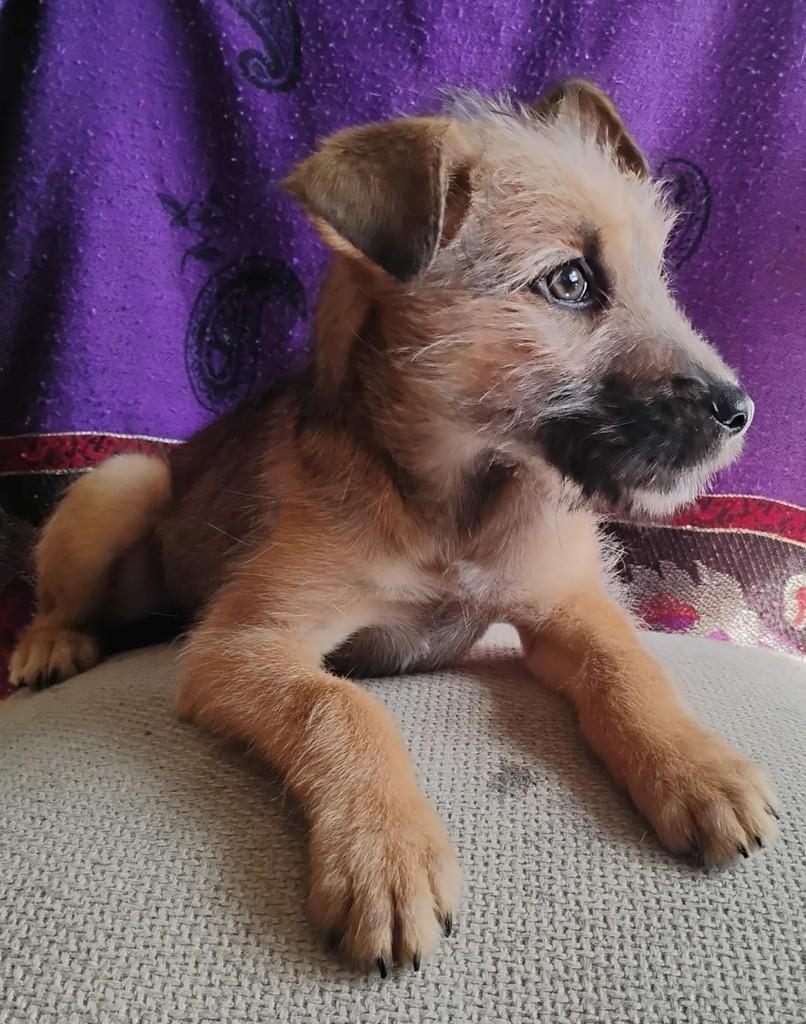 Ozzy, cachorro de porte pequeno para adoção em Curitiba - PR