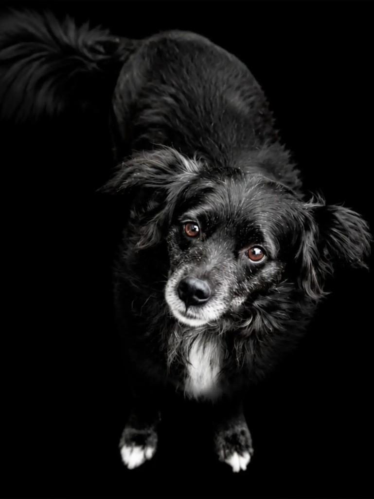 Charlie, cachorro de porte pequeno para adoção em Curitiba - PR