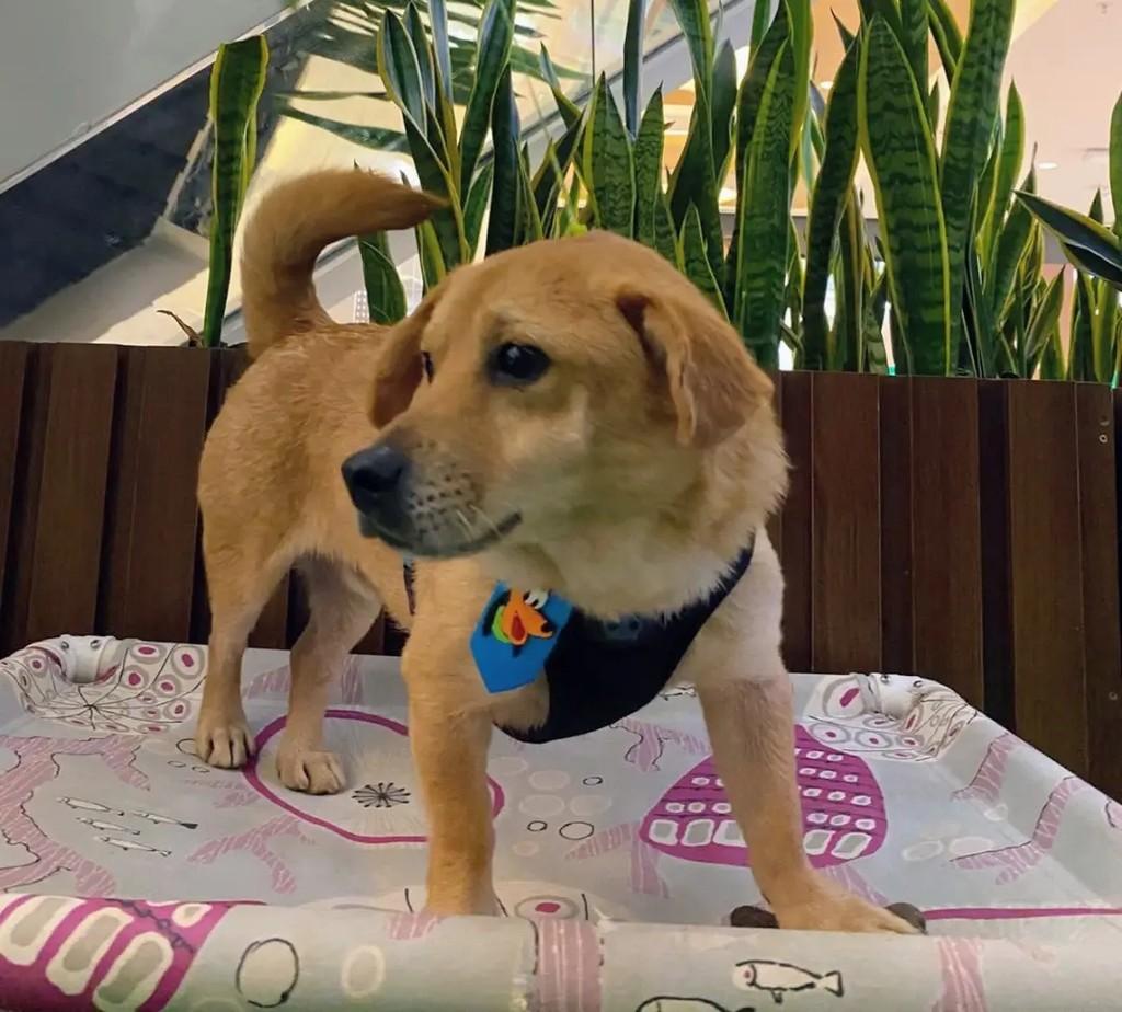 Henrique, cachorro de porte médio para adoção em Curitiba - PR