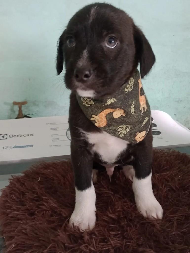 Charmoso, cachorro de porte pequeno para adoção em Curitiba - PR