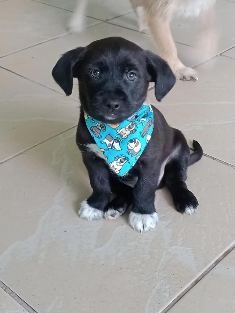 Belo, cachorro de porte pequeno para adoção em Curitiba - PR