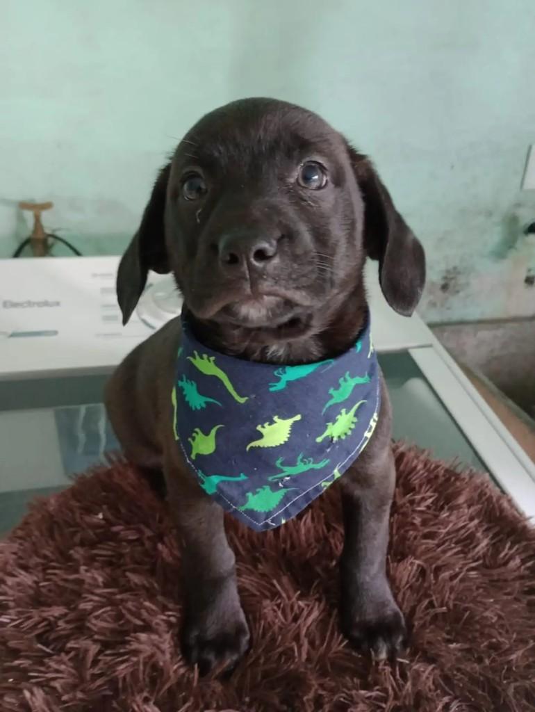 Diego, cachorro de porte pequeno para adoção em Curitiba - PR
