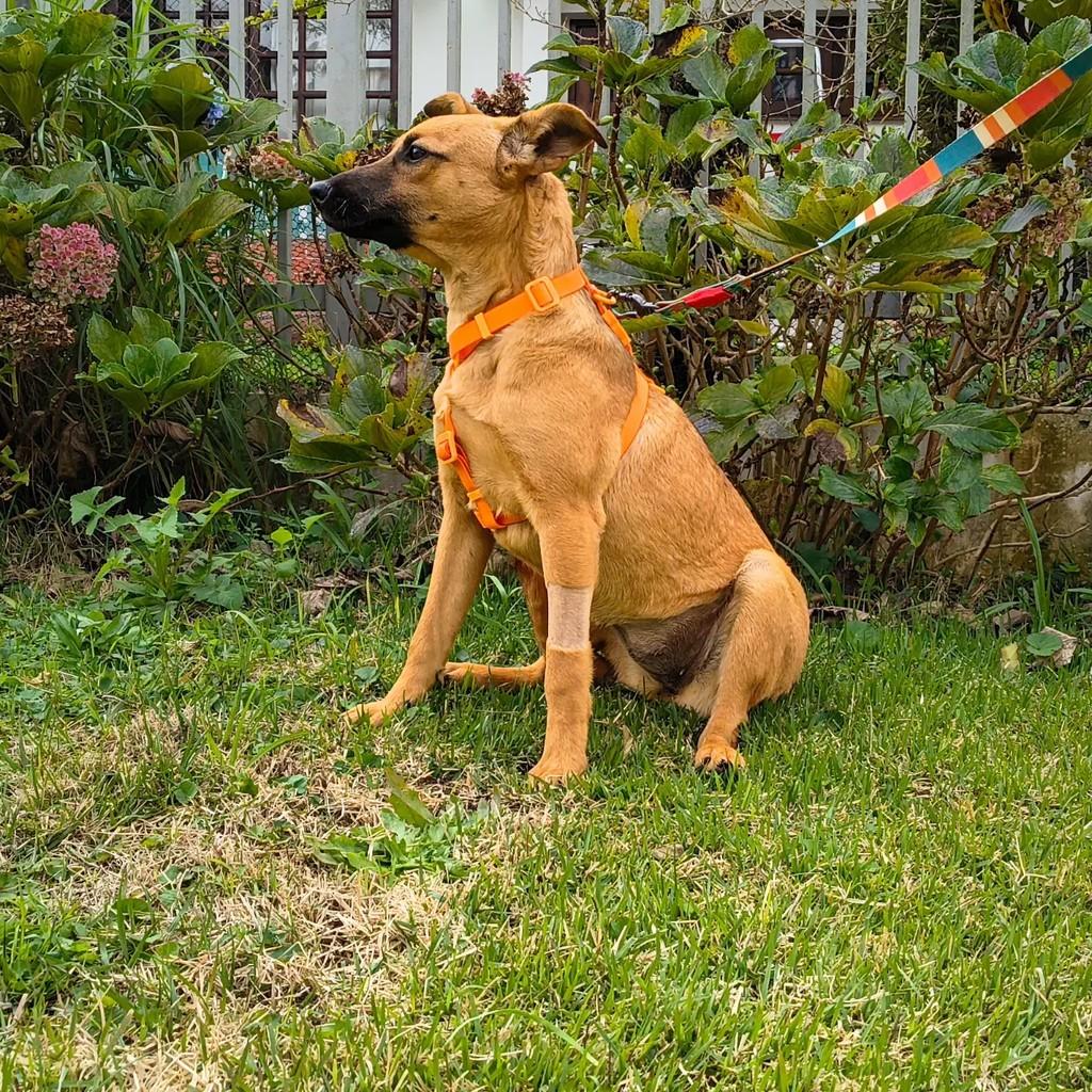 Jade, cadela de porte médio para adoção em Curitiba - PR