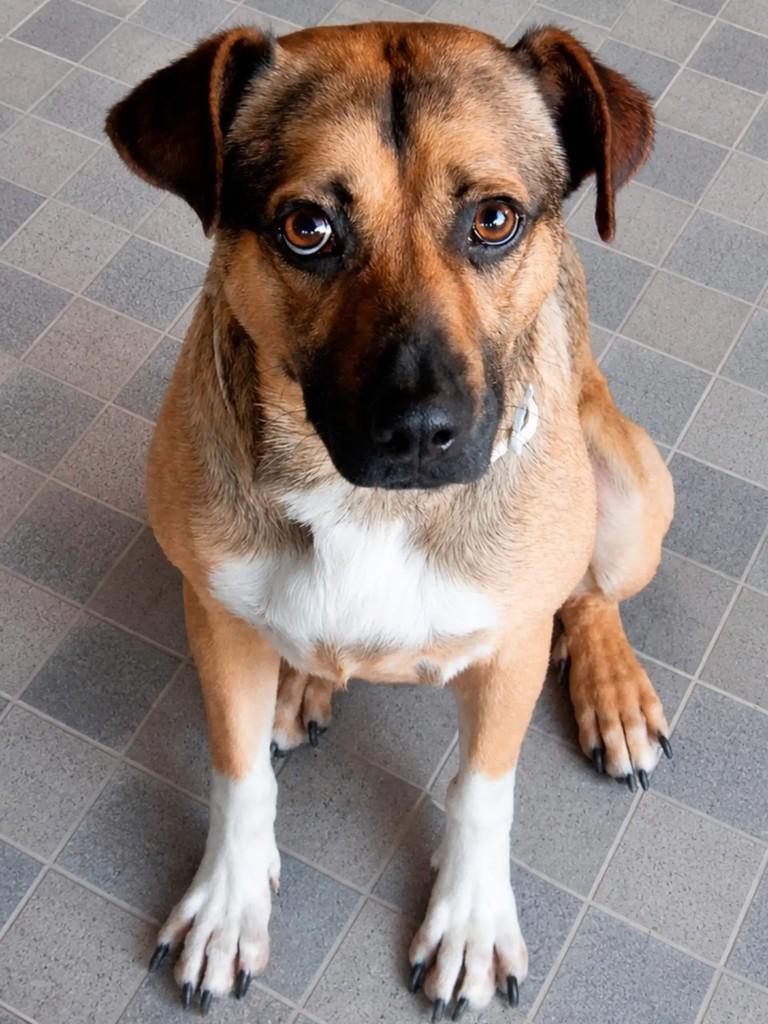 Sorriso, cachorro de porte médio para adoção em Curitiba - PR