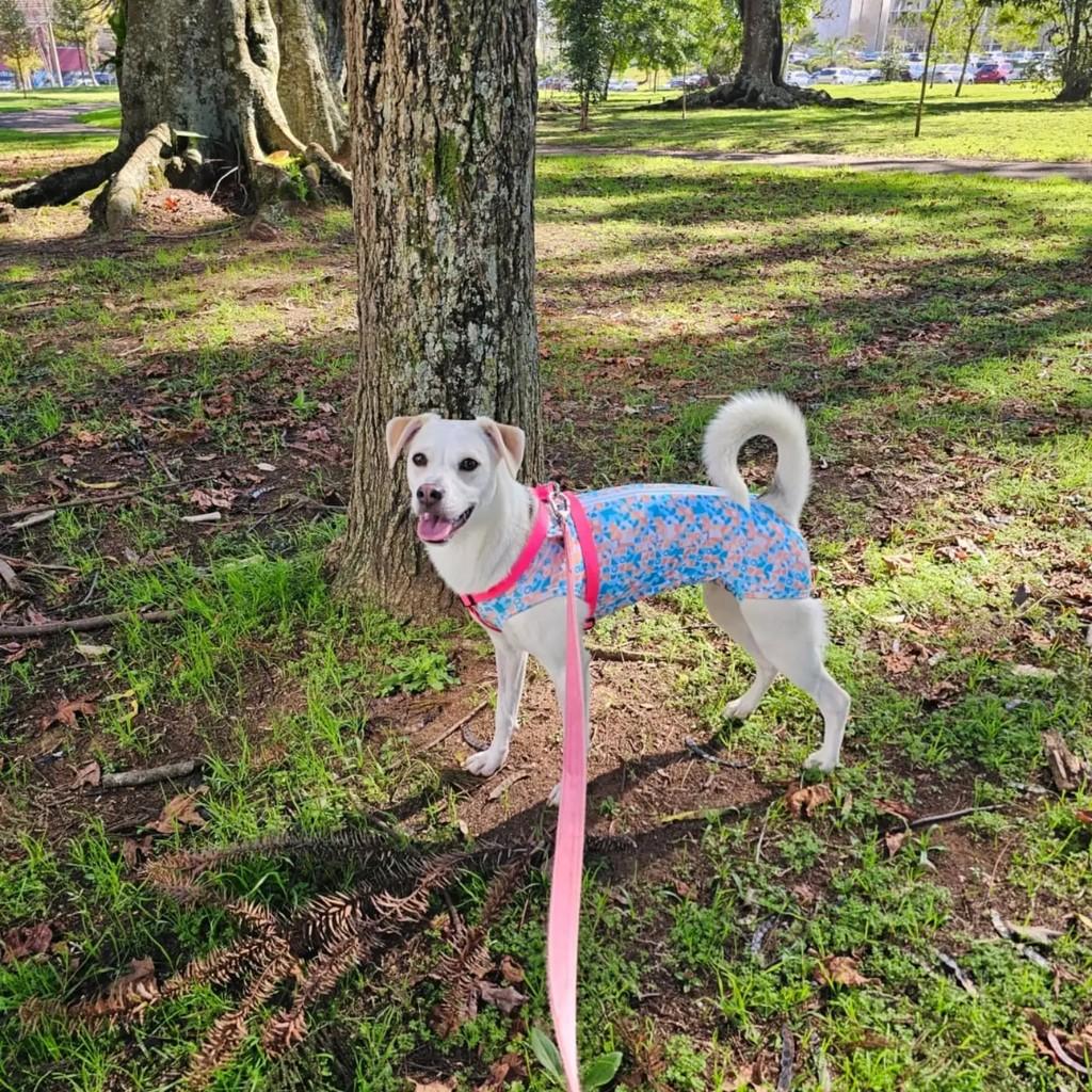 Bianca, cadela de porte grande para adoção em Curitiba - PR