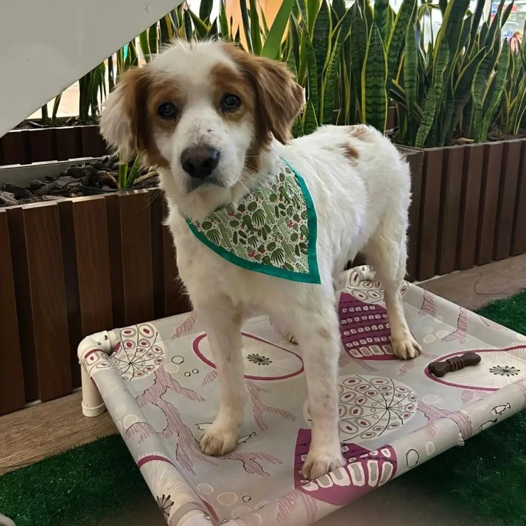Oliver, cachorro de porte médio para adoção em Curitiba - PR