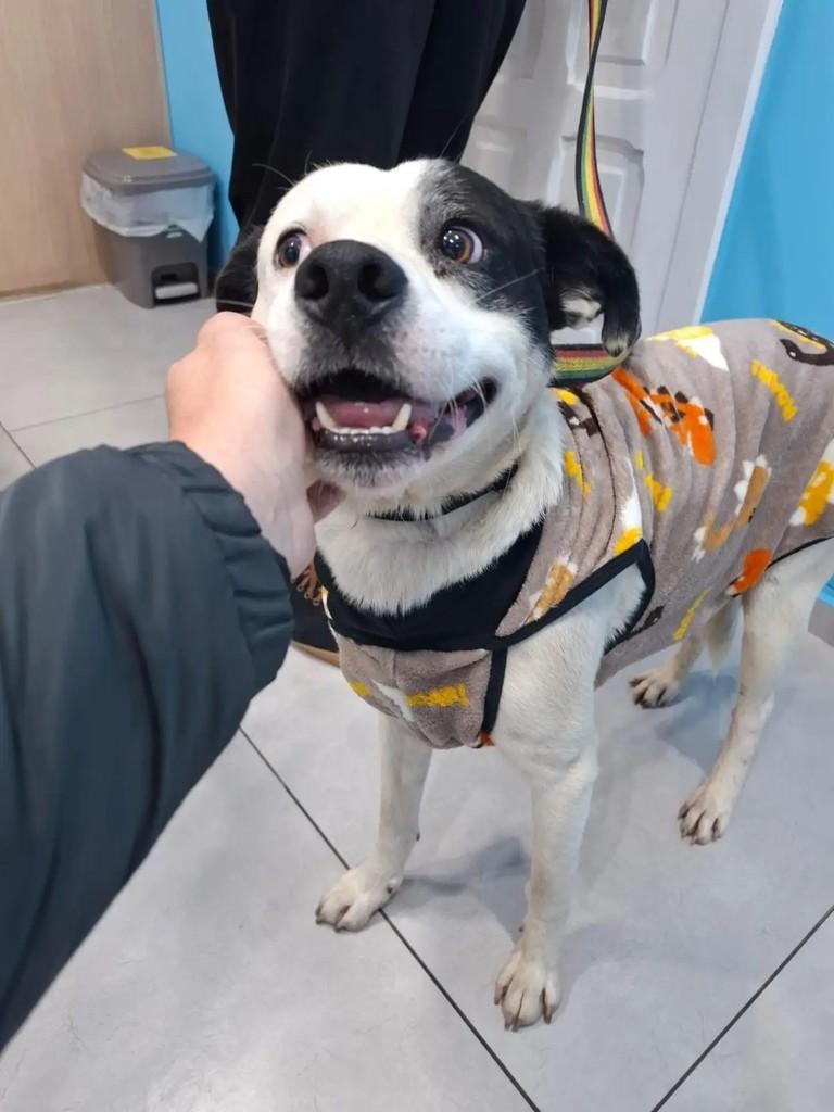 Pirulito, cachorro de porte médio para adoção em Curitiba - PR