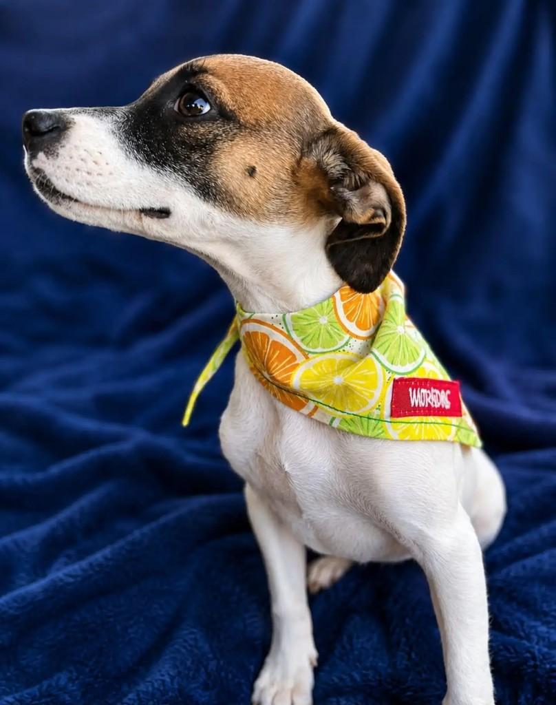 Pitanga, cachorro de porte médio para adoção em Curitiba - PR