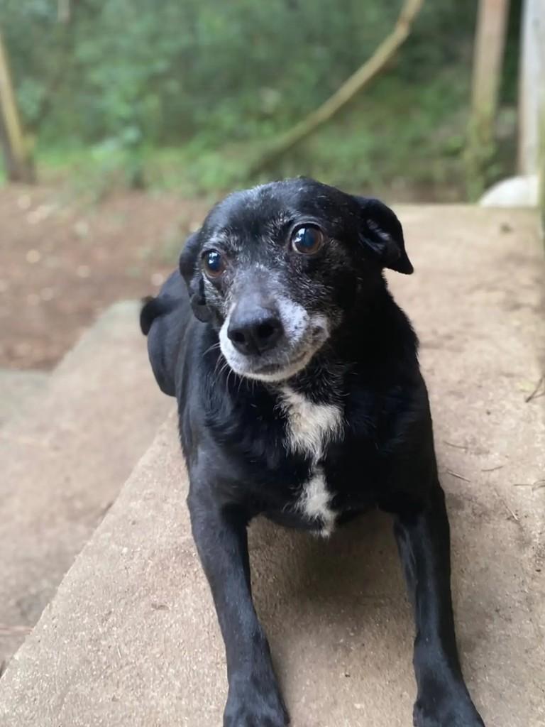 Kendall, cadela de porte pequeno para adoção em Curitiba - PR