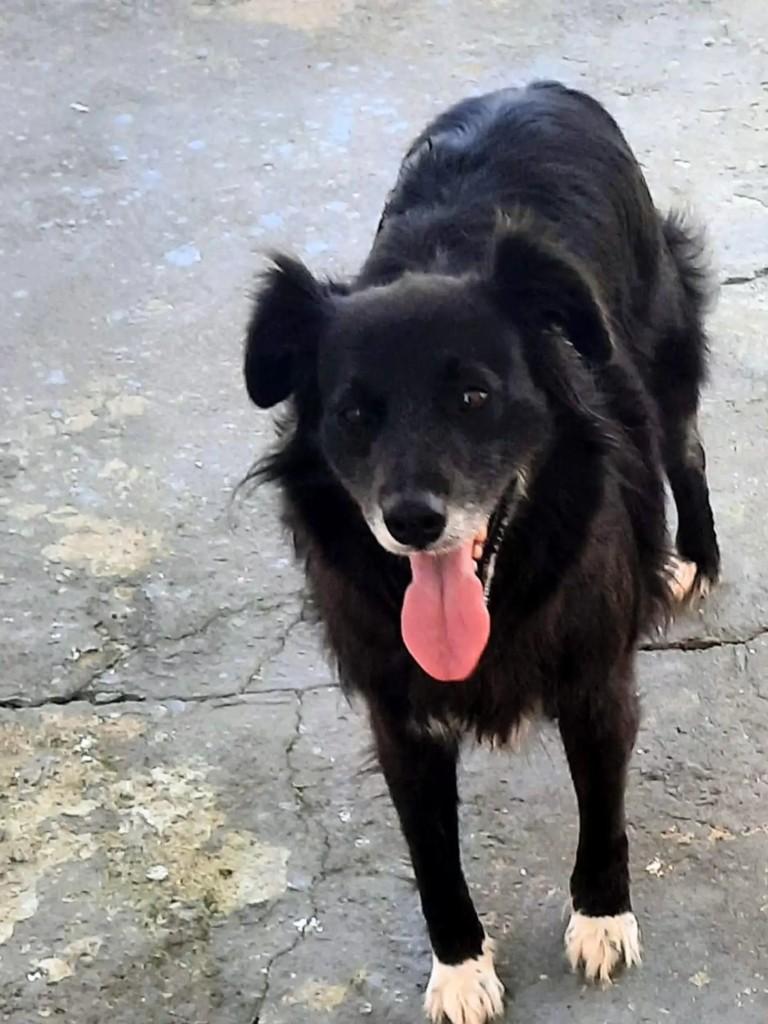 Neguinha, cadela de porte médio para adoção em Curitiba - PR