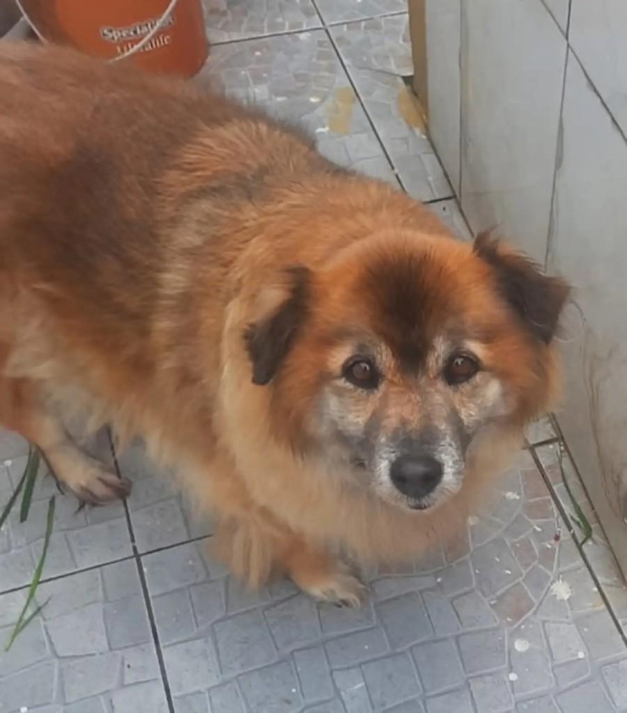 João, cachorro de porte pequeno para adoção em Curitiba - PR