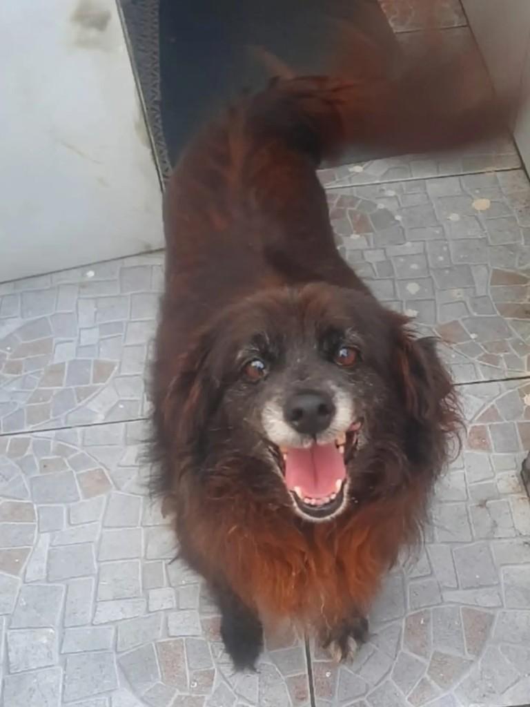 Neguinho, cachorro de porte pequeno para adoção em Curitiba - PR