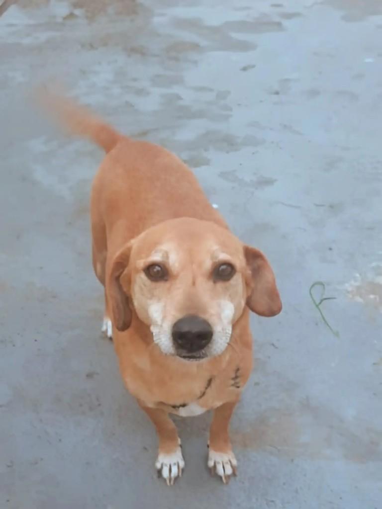 Dengo, cachorro de porte grande para adoção em Curitiba - PR
