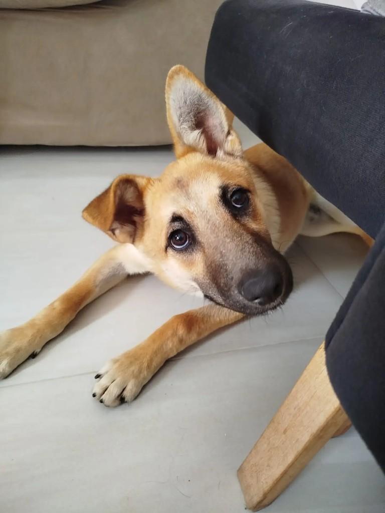 Lobinho, cachorro de porte médio para adoção em Curitiba - PR