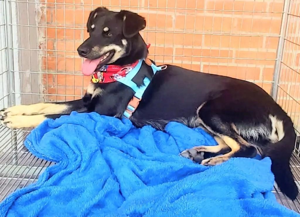 Tito, cachorro de porte médio para adoção em Curitiba - PR