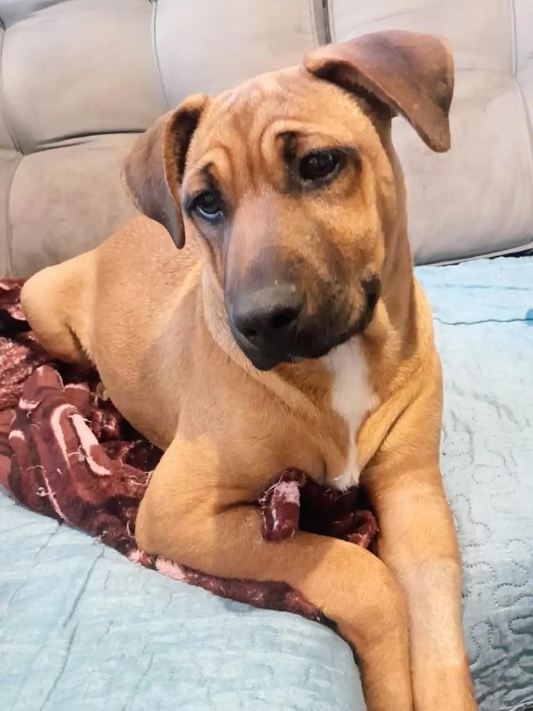 Argos, cachorro de porte médio para adoção em Curitiba - PR