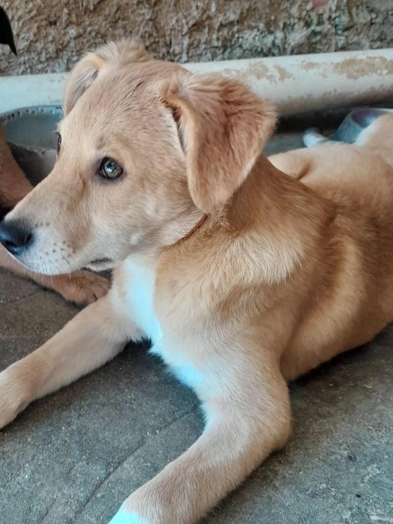 Emily, cachorro de porte pequeno para adoção em Curitiba - PR