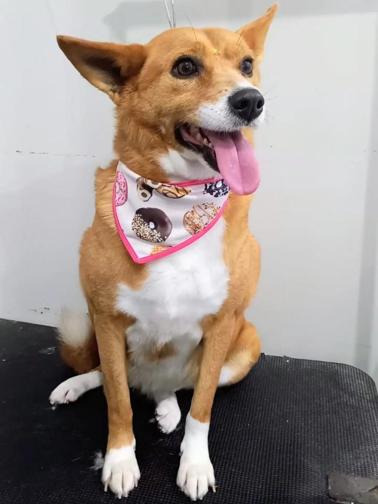 Estela, cadela de porte grande para adoção em Curitiba - PR — foto 3 de 3