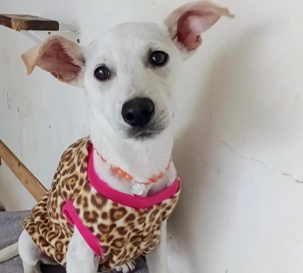 Leona, cadela de porte médio para adoção em Curitiba - PR — foto 2 de 3