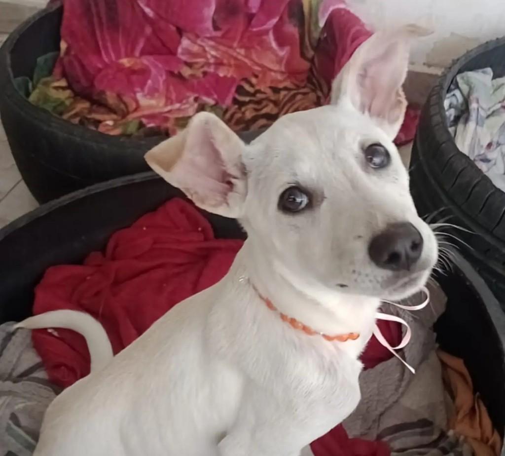 Leona, cadela de porte médio para adoção em Curitiba - PR — foto 3 de 3