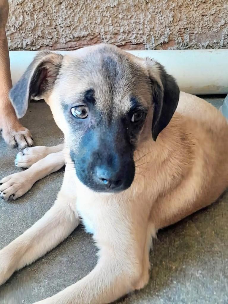 Elizabeth, cadela de porte pequeno para adoção em Curitiba - PR
