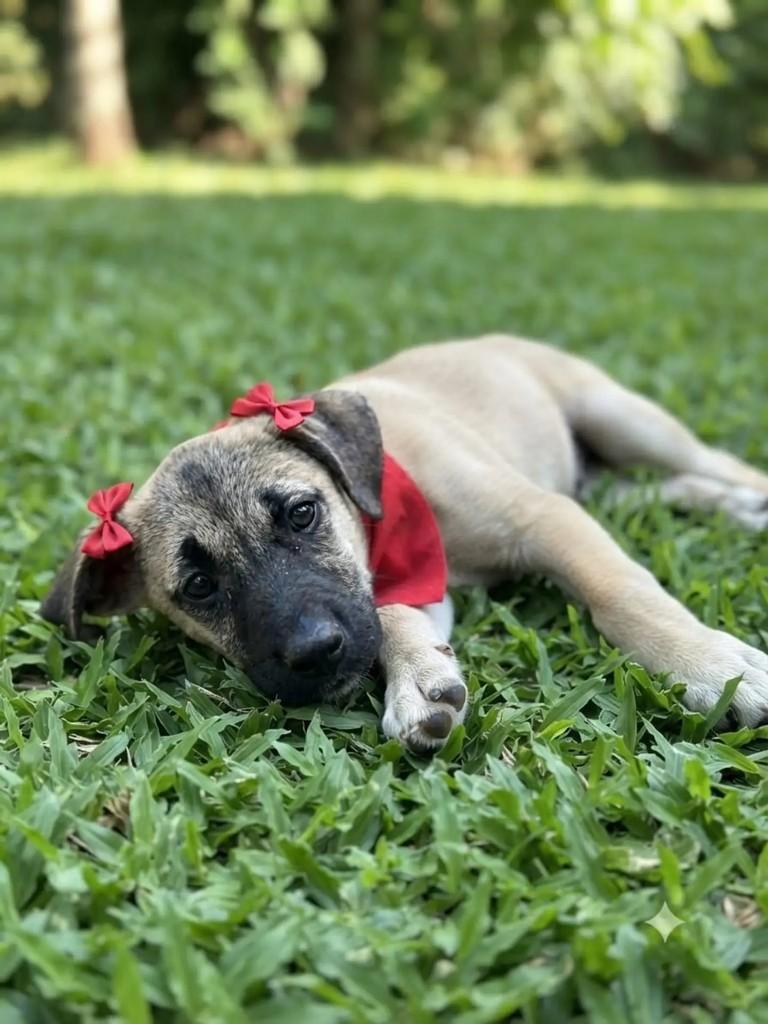 Elizabeth, cadela de porte pequeno para adoção em Curitiba - PR — foto 2 de 2