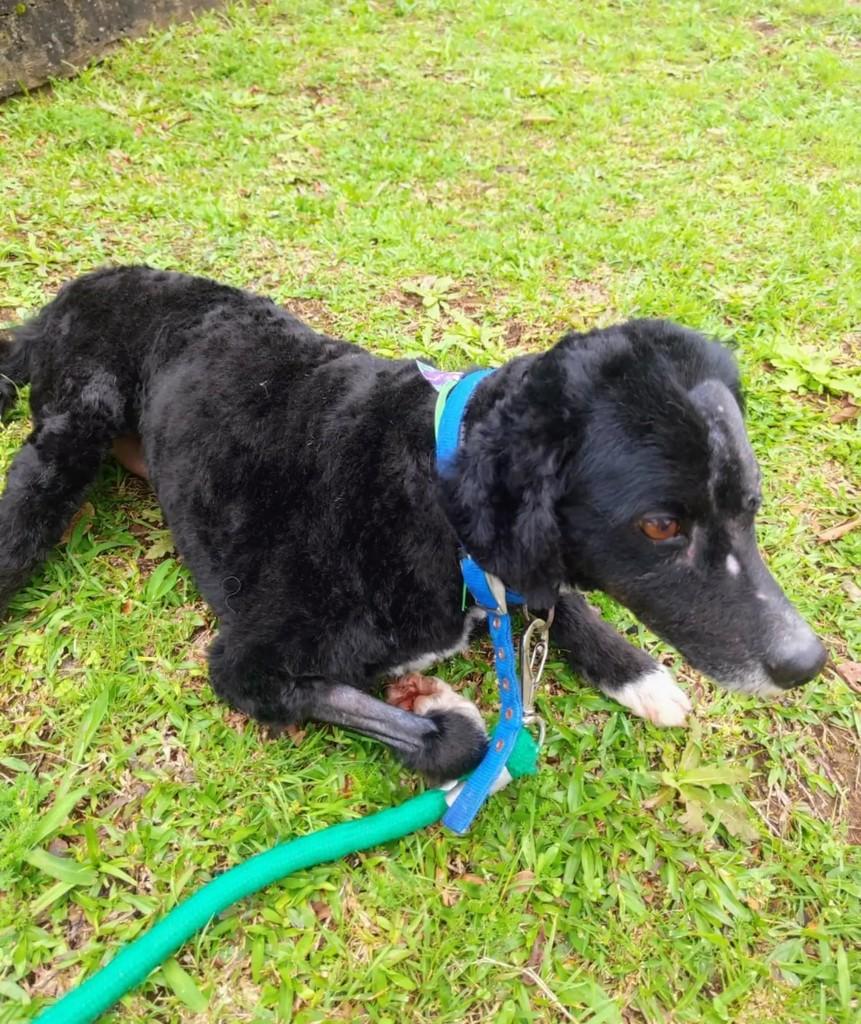 Quinzinho, cachorro de porte médio para adoção em Curitiba - PR
