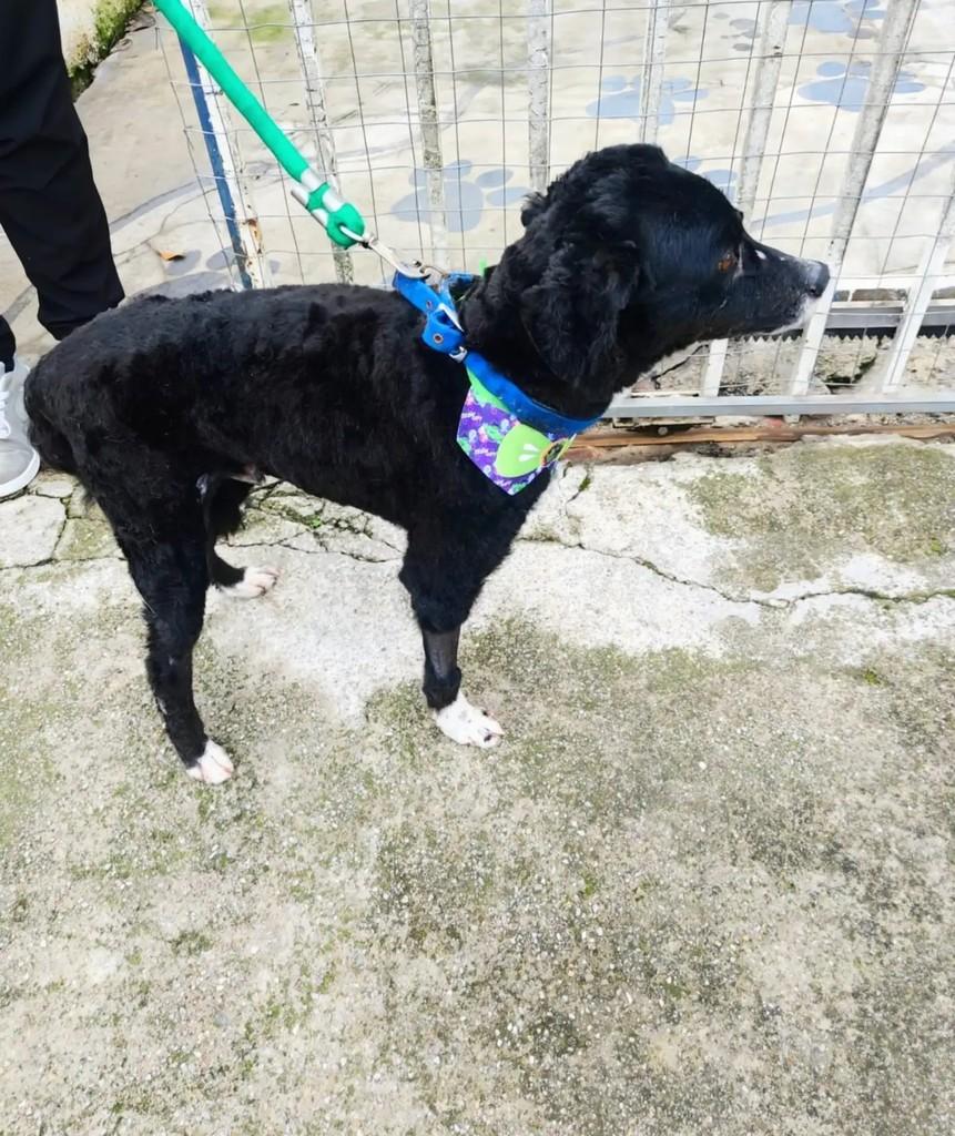 Quinzinho, cachorro de porte médio para adoção em Curitiba - PR — foto 2 de 2