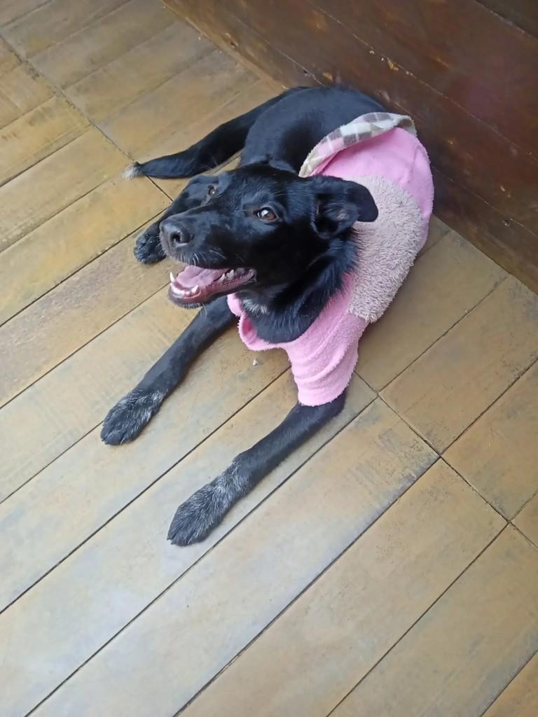 Lina, cadela de porte médio para adoção em Curitiba - PR