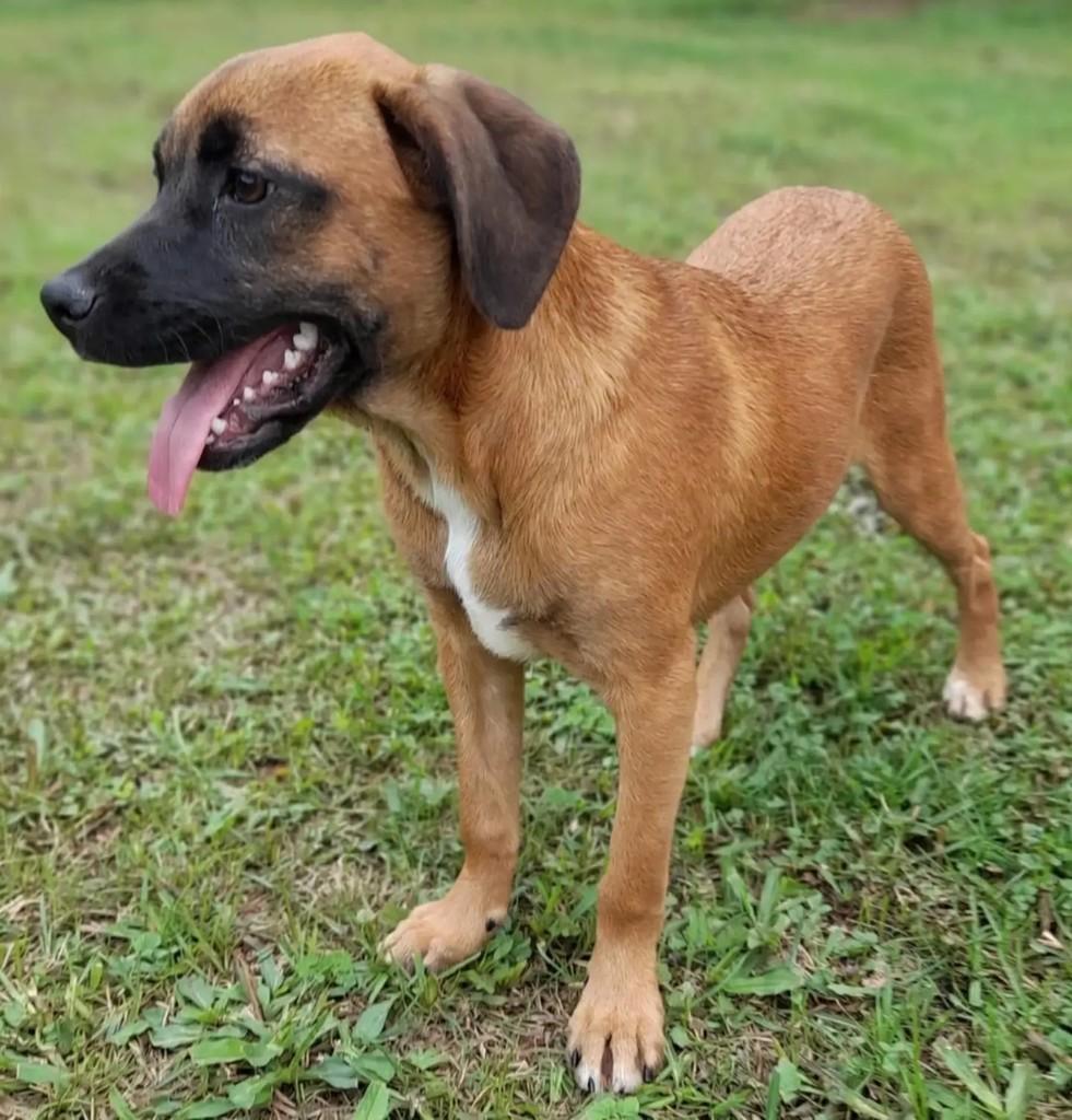 Charlotte, cadela de porte médio para adoção em Curitiba - PR