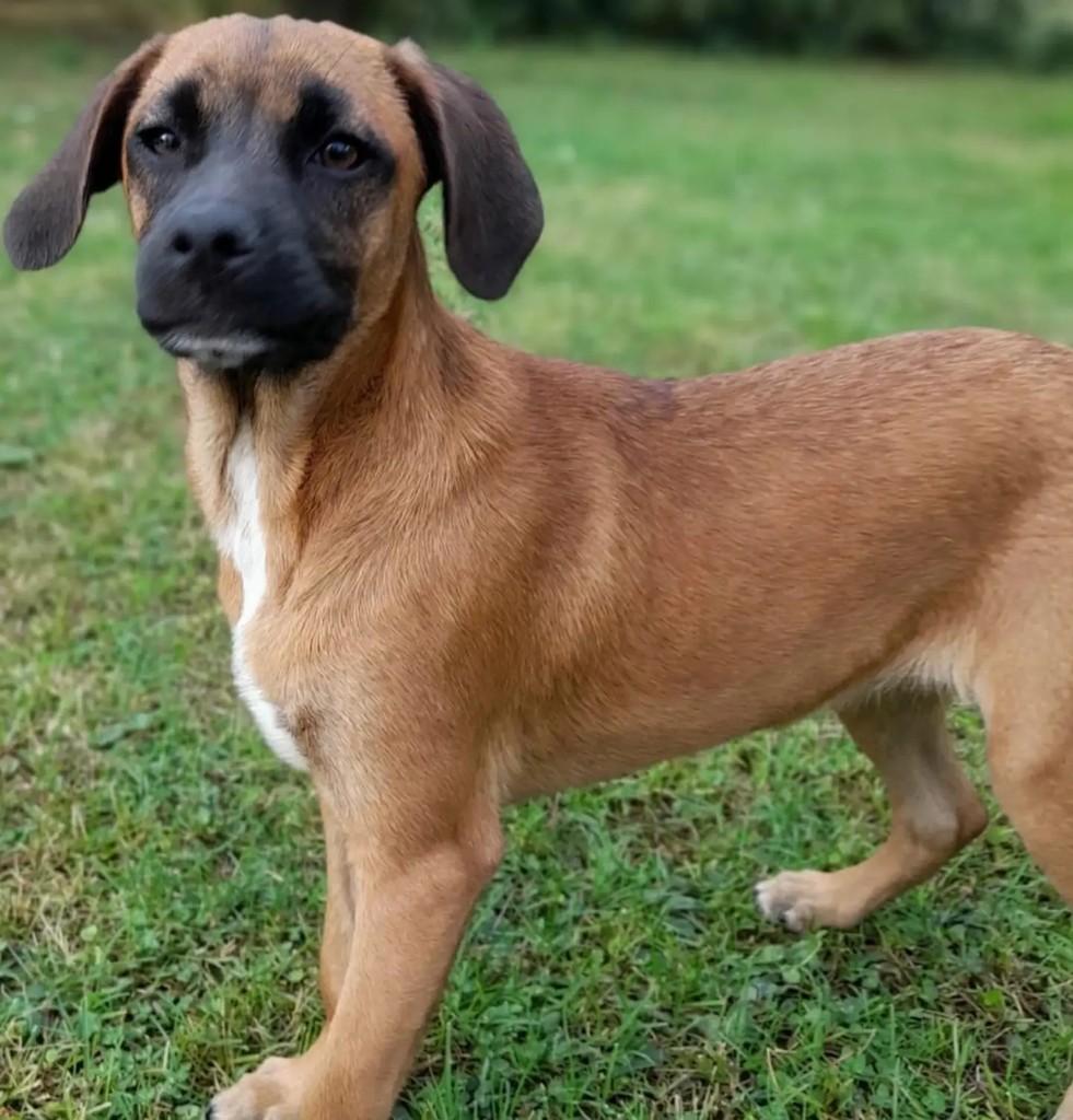 Charlotte, cadela de porte médio para adoção em Curitiba - PR — foto 2 de 2