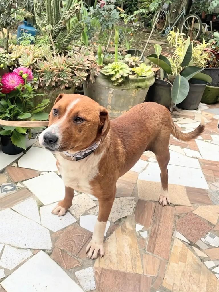 Ferrugem, cachorro de porte médio para adoção em Curitiba - PR