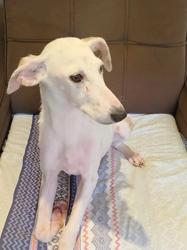 Tapioca, cadela de porte pequeno para adoção em Curitiba - PR