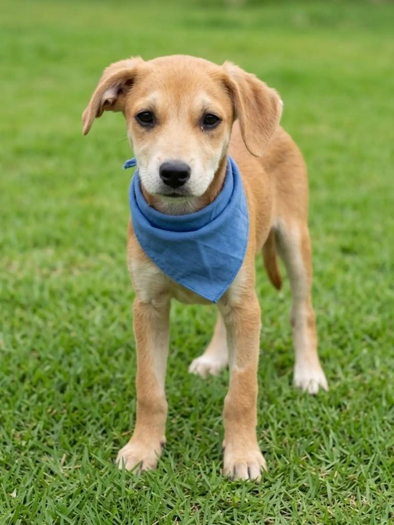 Melo, cachorro de porte pequeno para adoção em Curitiba - PR