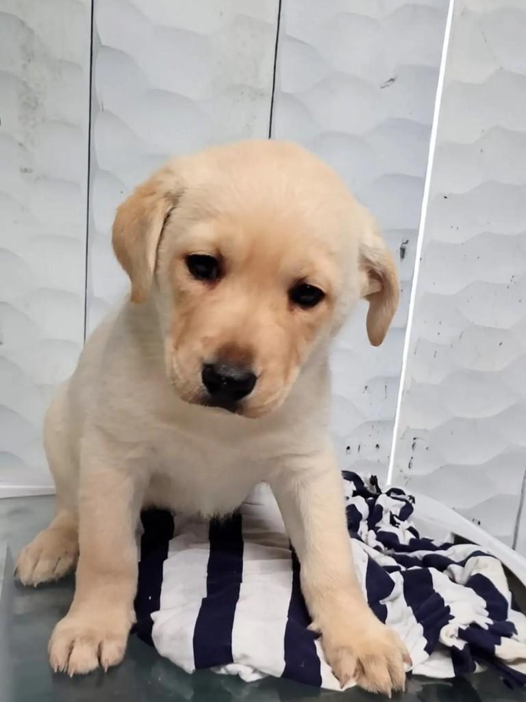 Stephen, cachorro de porte pequeno para adoção em Curitiba - PR