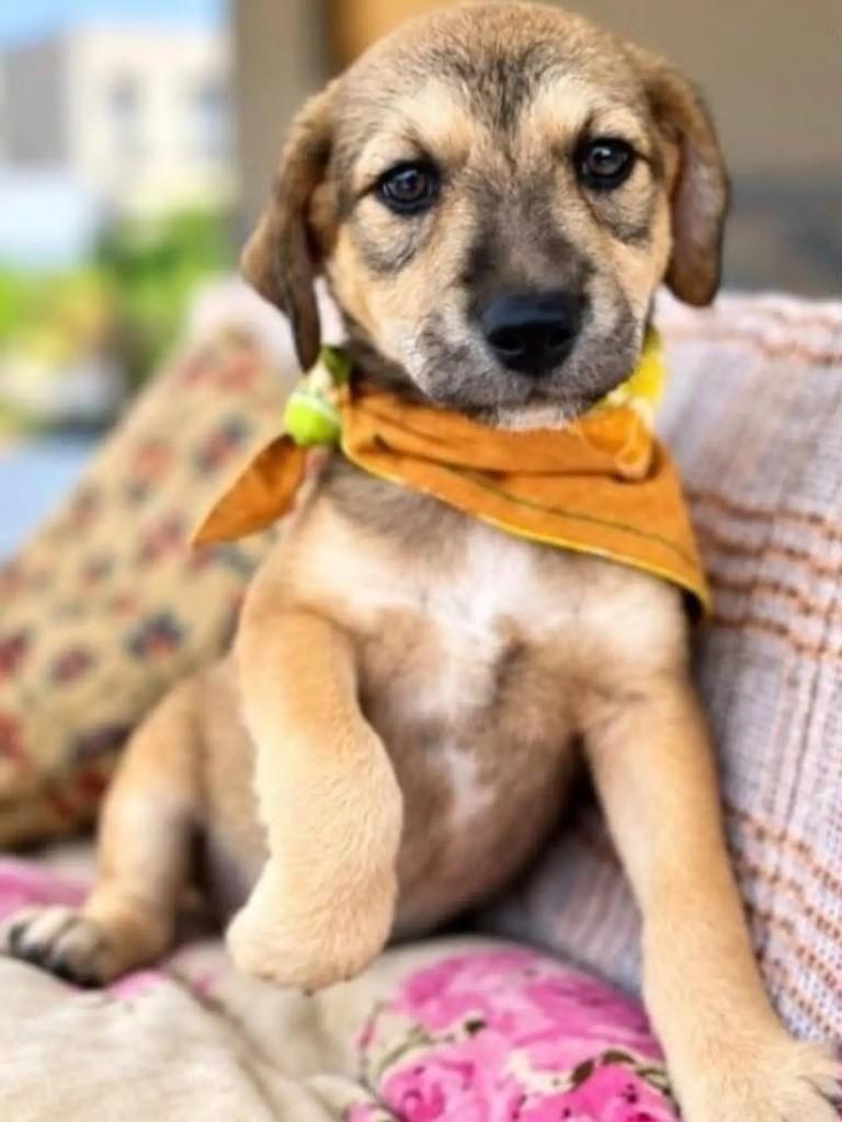 Quindim, cachorro de porte médio para adoção em Curitiba - PR