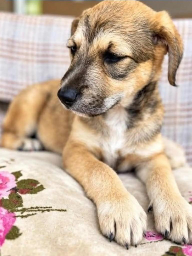 Quindim, cachorro de porte médio para adoção em Curitiba - PR — foto 2 de 2