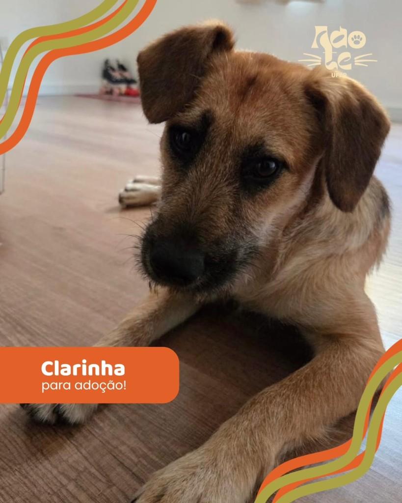 Clara, cadela de porte pequeno para adoção em Curitiba - PR