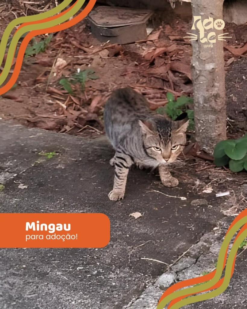 Mingau, gato de porte pequeno para adoção em Curitiba - PR