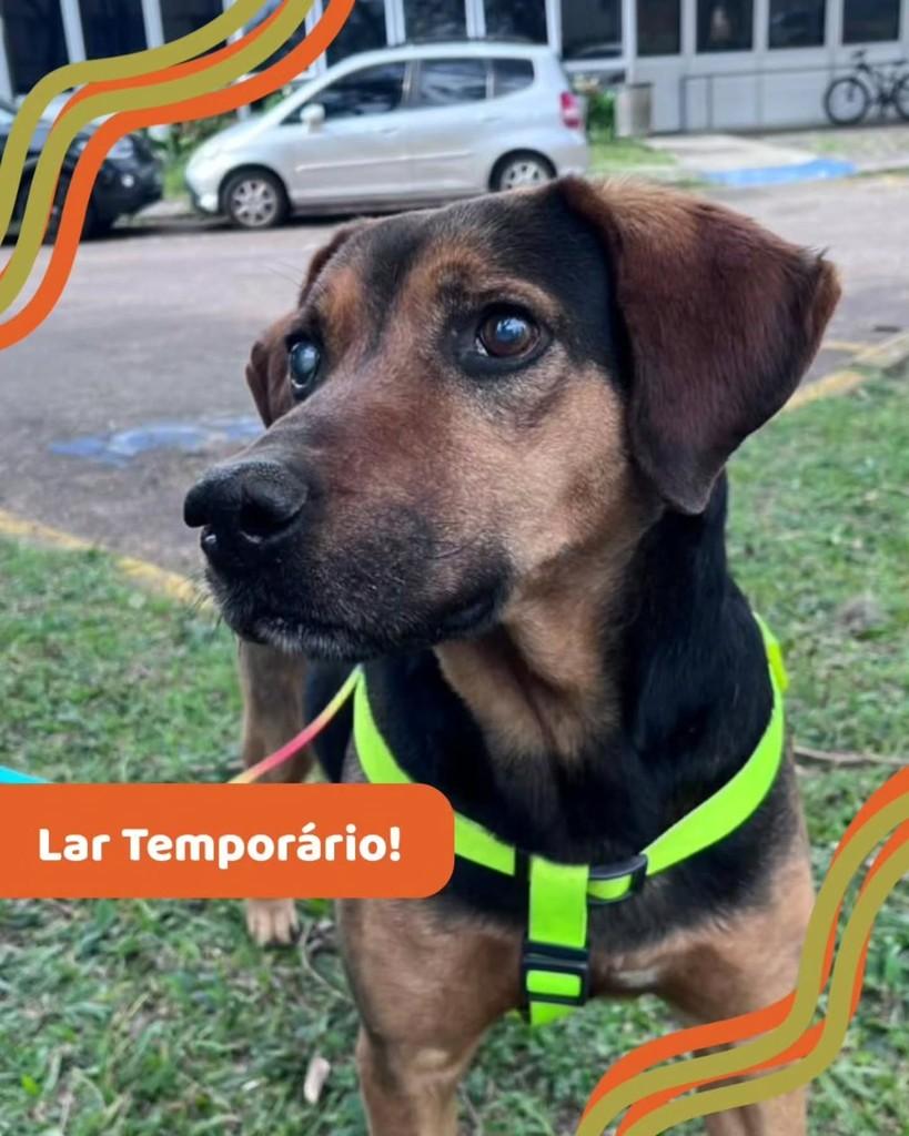 Wilson, cachorro de porte médio para adoção em Curitiba - PR