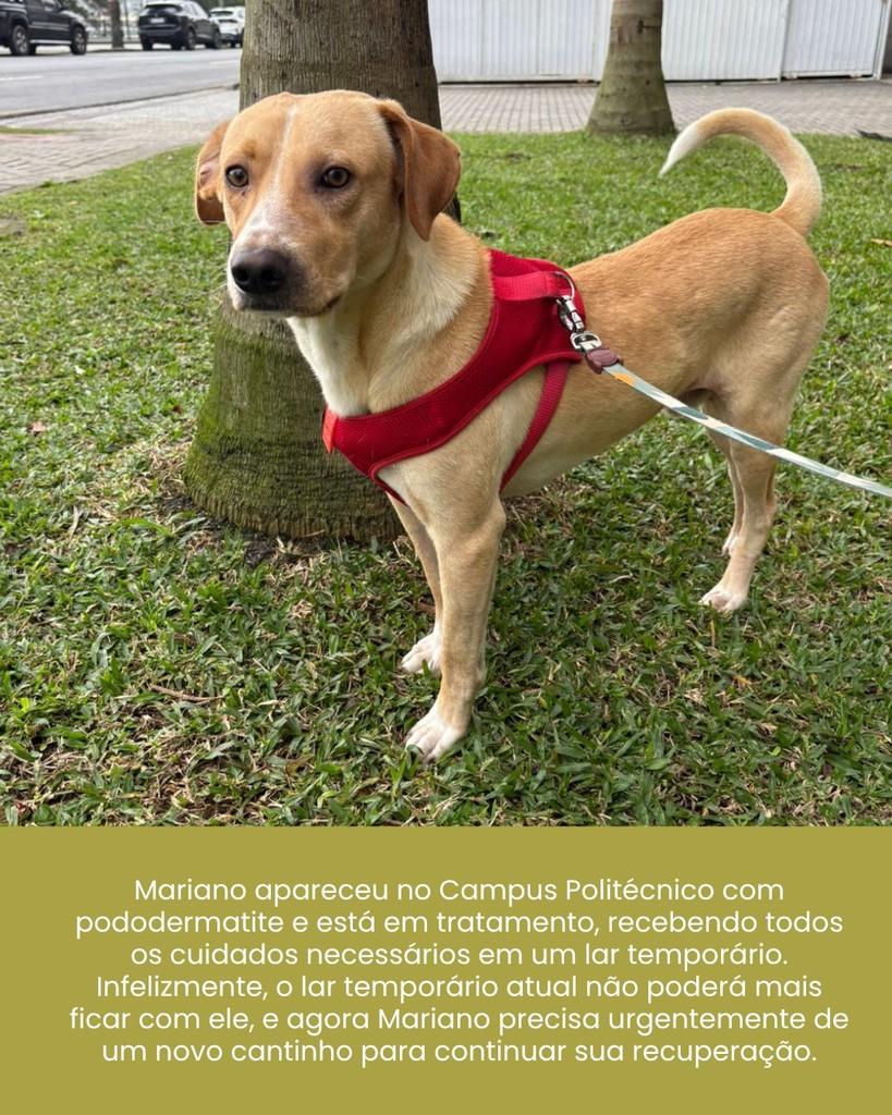 Mariano, cachorro de porte médio para adoção em Curitiba - PR