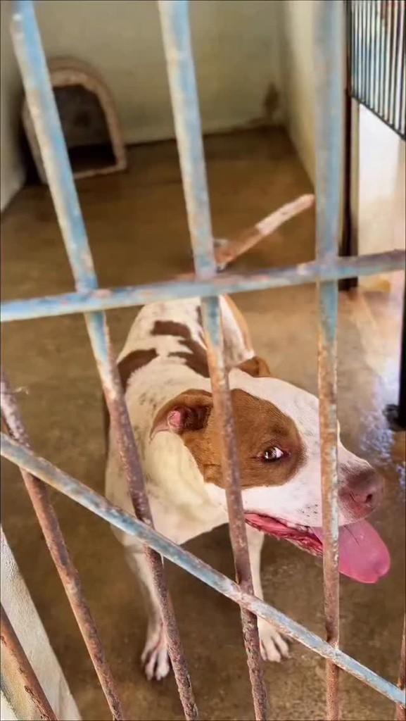 Tom, cachorro de porte médio para adoção em Itapetininga - SP