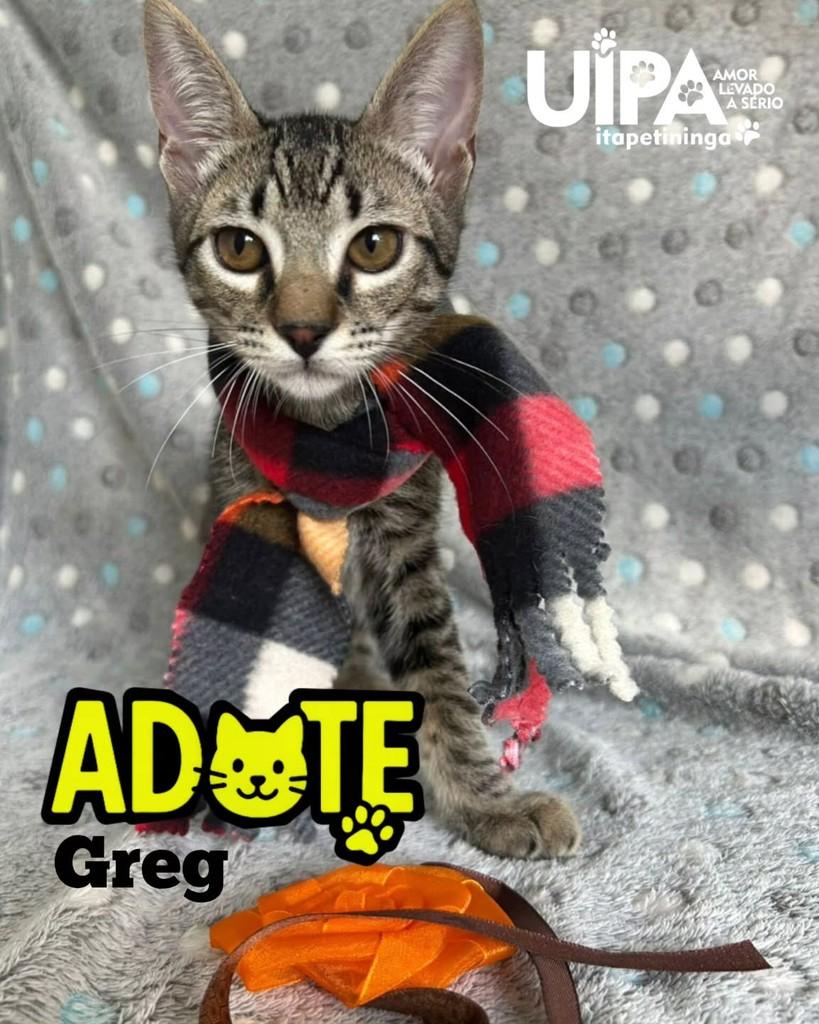 Greg, gato de porte pequeno para adoção em Itapetininga - SP